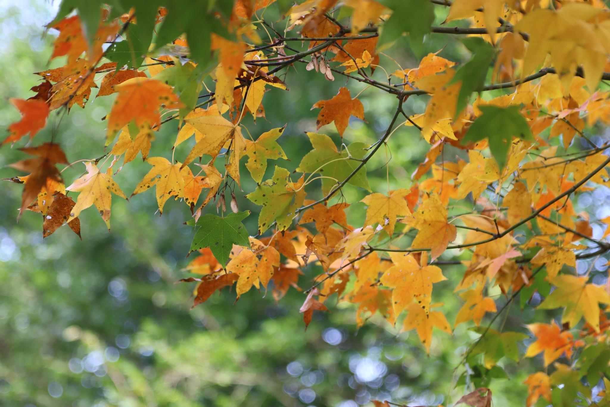 中研院中國文哲研究所圖書館